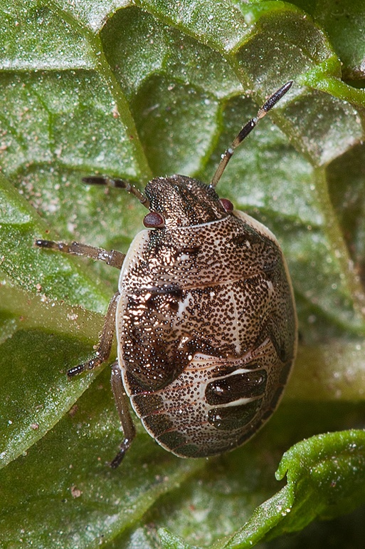 Pentatomidae ??